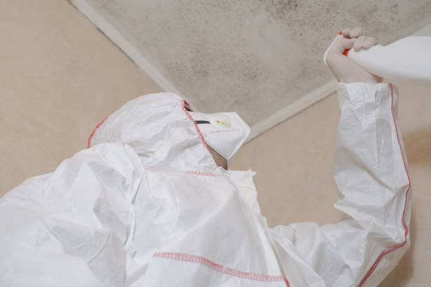 Best Office Mold Removal Services  in Bangor, PA
