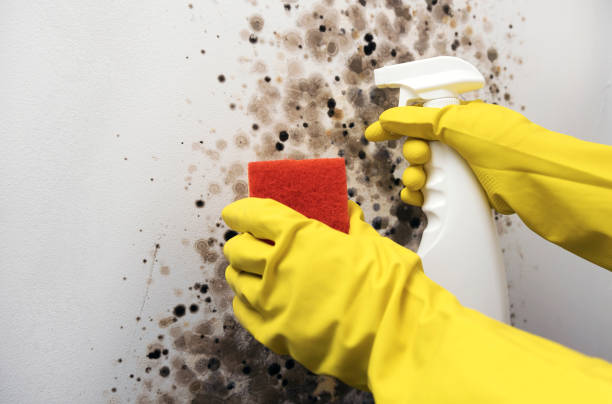 Best Commercial Mold Removal  in Bangor, PA