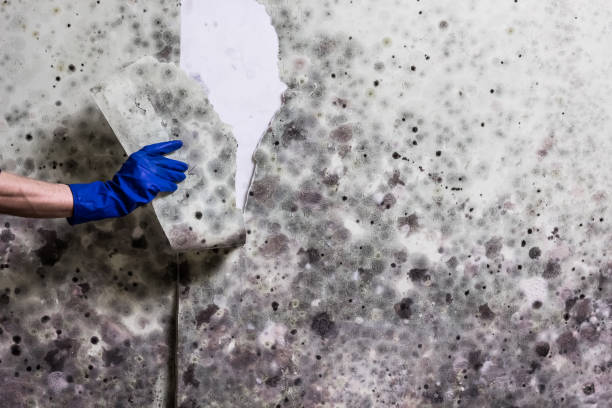 Best Professional Mold Removal  in Bangor, PA