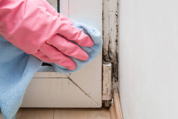 Best Residential Mold Removal  in Bangor, PA